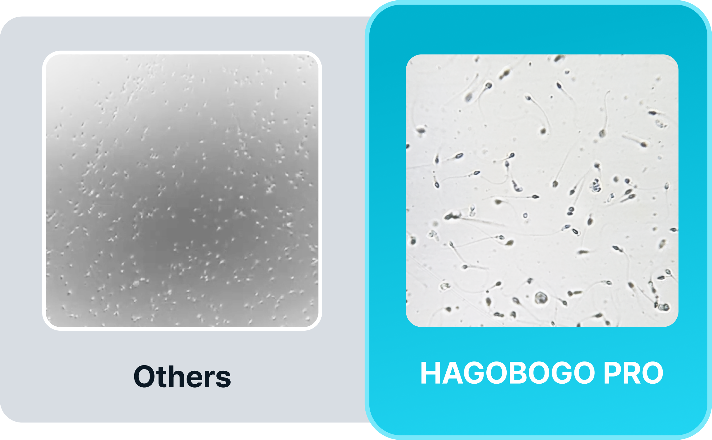 sperm comparison
